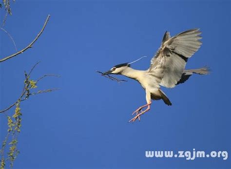 夢見鳥飛到頭上|夢見鳥